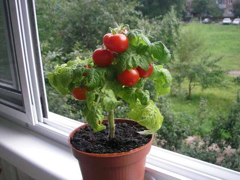 Как вырастить на подоконнике помидоры