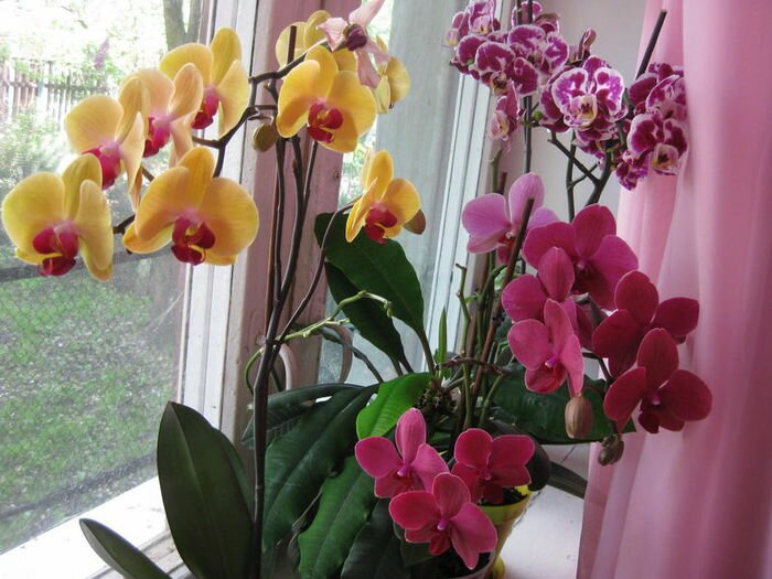 Скачать книгу как ухаживать за орхидеями бесплатно