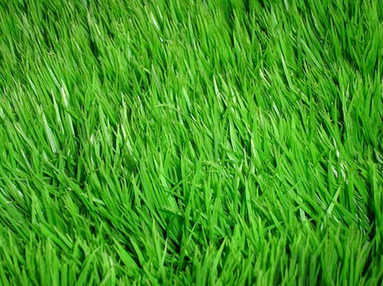 Газонные травы