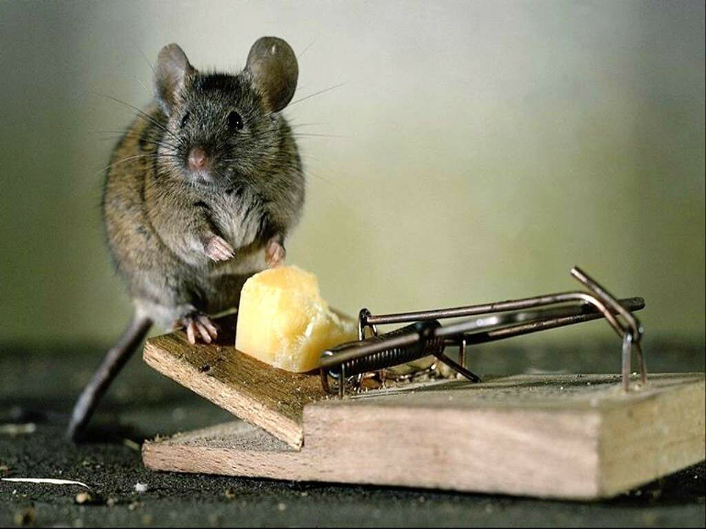 Мышь и мышеловка с сыром