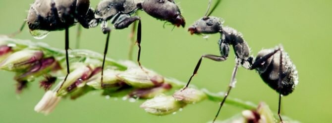 Безопасные способы борьбы с муравьями в саду