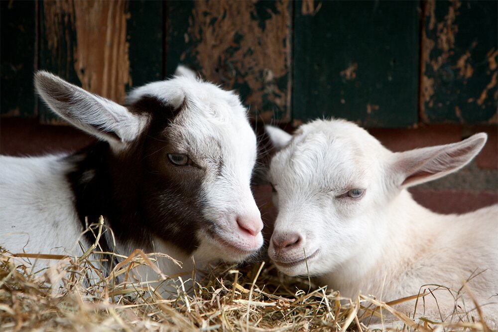 Каких овец выгодно разводить в Украине?