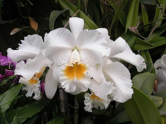 Цветок орхидеи Каттлея