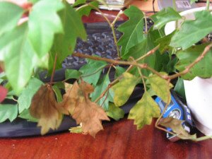 Сохнущие листья циссуса