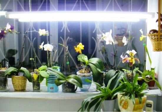 подсветка орхидей