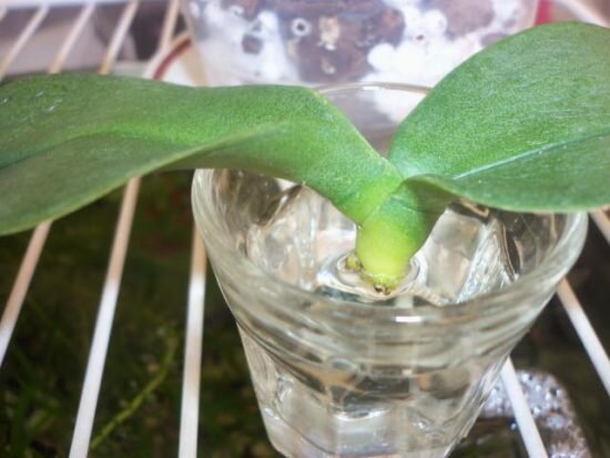 росток орхидеи в воде