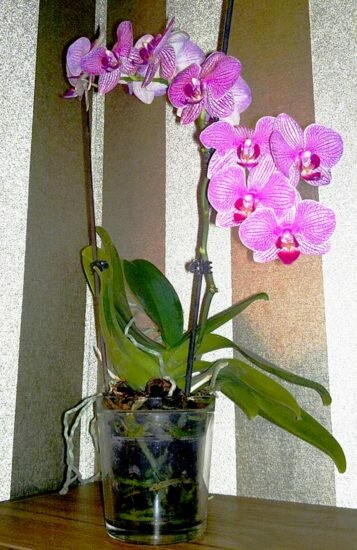Орхидея в прозрачном горшке