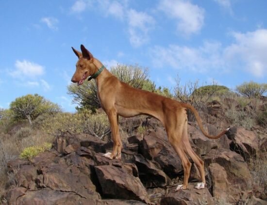 Фараонова собака на скалах