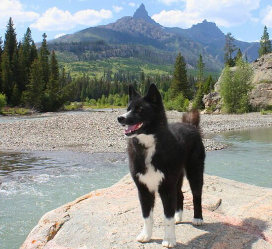 Карельская медвежья собака в горах
